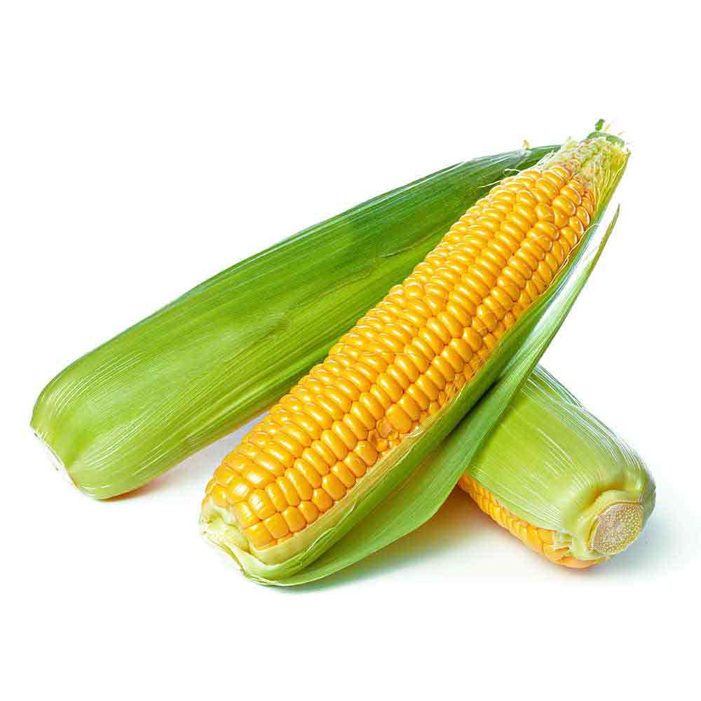 Sweet Corn Exporter In Usa